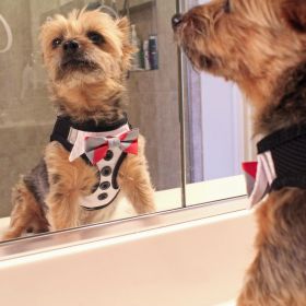 American River Ultra Choke Free Dog Harness (Color: Tuxedo with 4 Interchangeable Bows, size: large)